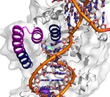 FEN-1 protein (grey) bound to the DNA product of its action
